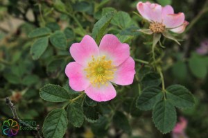 rosa rubiginosa (2).jpg